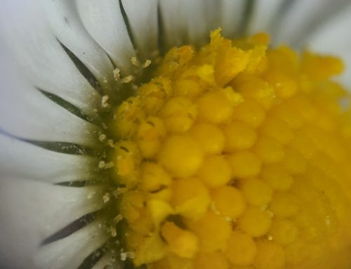 Wiesenriesen – Blüten im Fach Natur und Technik